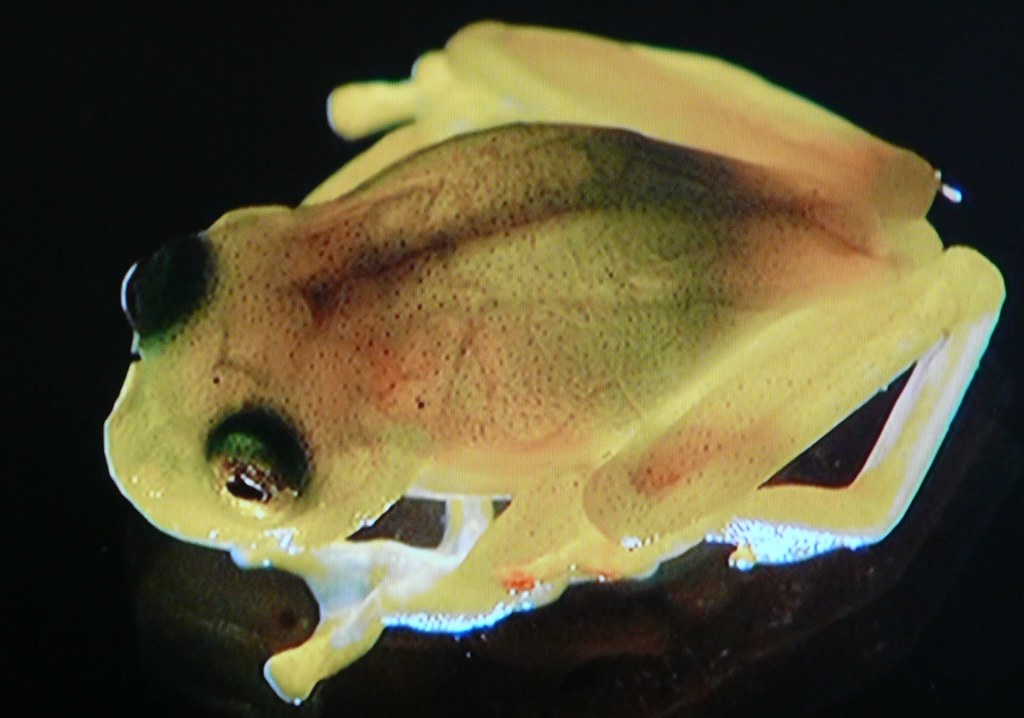 Grenouille de verre translucide
